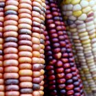 mexico maize